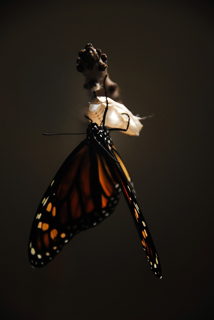 butterfly, monarch, monarch butterfly-1518059.jpg